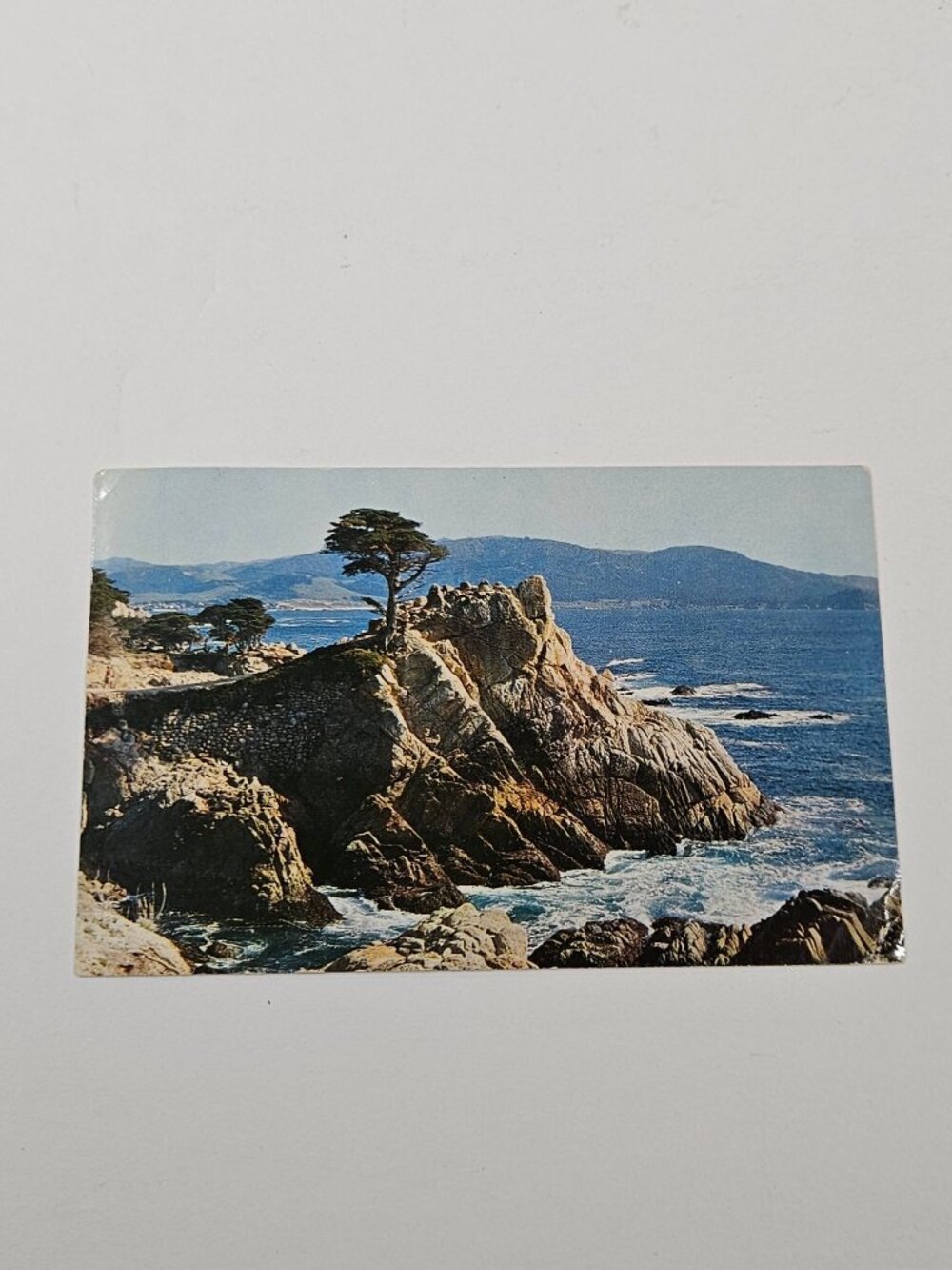 Lone Cypress Point Monterey Cypress Postcard